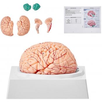 Vevor 1:1 Scale Human Brain Anatomical Model with Labels and Display Base, 9-Part Detachable Brain Model