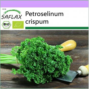 SAFLAX - Orgánico - Salsa Enrolada con Musgo - 800 semillas - Petroselinum crispum