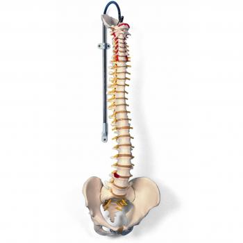 3B Scientific A58/1 Modelo Anatómico Humano - Columna Vertebral Humana Flexible, Versión Clásica + Software de Anatomía - 3B Smart Anatomy