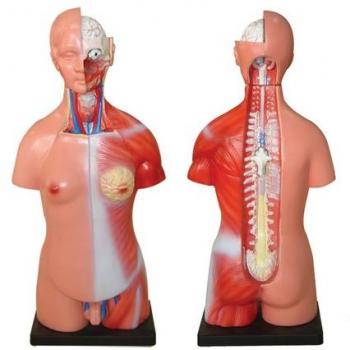 66FIT - Modelo anatómico de torso unisex