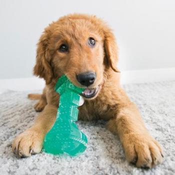 KONG Squeezz Dental Chew Stick for Dogs
