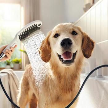 Hansgrohe 3-Spray Pet Shower Set - 1.75 GPM Handheld Dog Shower in White