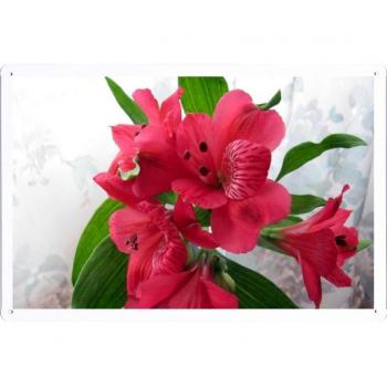 Metal cartel Cartel de chapa Hojalata sesión Flower Tin Sign Alstroemeria Flowers Red Leaves Close-Up 37153 Retro Vintage Pared Decoración by hamgaacaan