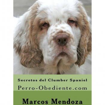 Secretos del Clumber Spaniel: Perro-Obediente.com