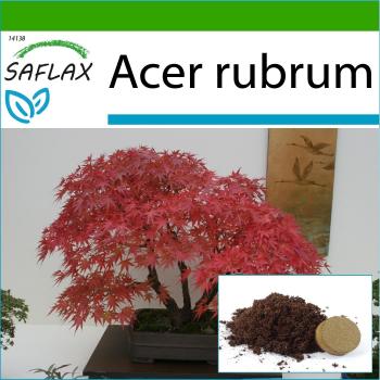 SAFLAX - Bonsai Arce Rojo (Acer rubrum) - 20 semillas con substrato para mejor cultivo