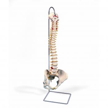 3B Scientific A58/4 Modelo de anatomía humana Columna Flexible, Versión Clásica Con Pelvis Femenino + software de anatomía gratuito - 3B Smart Anatomy