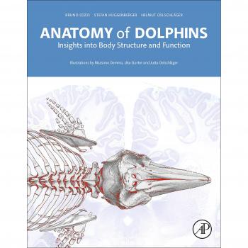 Dolphin Anatomy Illustrated Guide