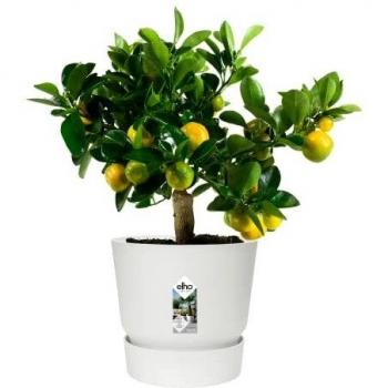 Maceta Elho Greenville Redonda 25 cm - Blanco - Plástico - Exterior - Ø 24,48 x H 23,31 cm
