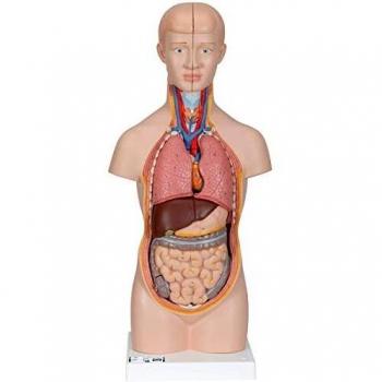 3B Scientific B22 Modelo Anatómico Humano - Mini torso, 12 Partes + Software de Anatomía - 3B Smart Anatomy