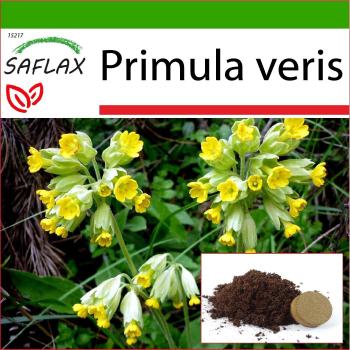 SAFLAX - Prímula - 100 semillas - con sustrato para mejor cultivo - Primula veris