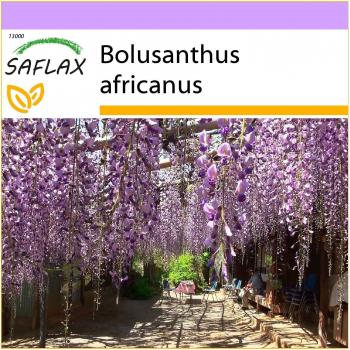 Saflax - Árbol africano de la glicina - 15 semillas