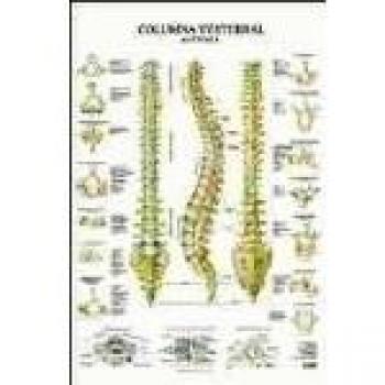 Columna vertebral - JIMÉNEZ HERNÁNDEZ, MIGUEL