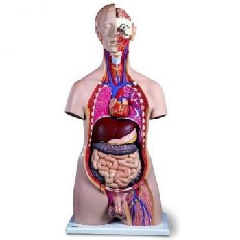 3B Scientific B15 Torso de Lujo Masculino, Con Cabeza, 20 Partes