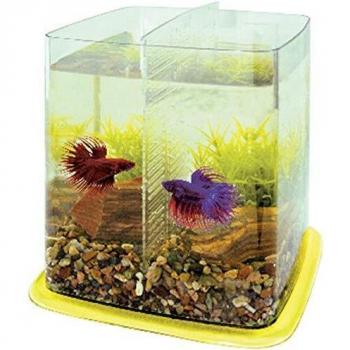 ICA PT073B Bettera Betta Battle Paradise, Amarillo