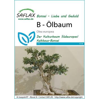 SAFLAX - Bonsai - Olivo Común - 20 Semillas - Olea europea