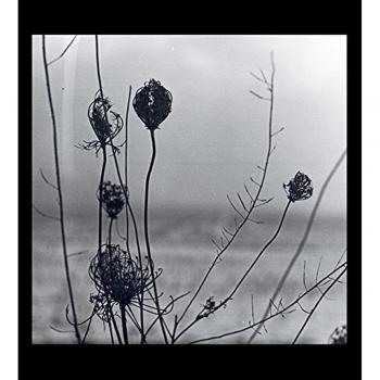 Placid [Vinilo]