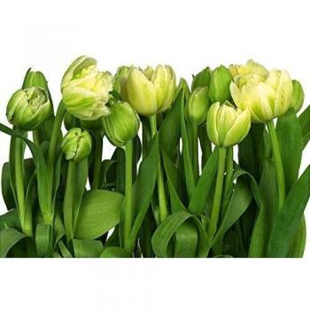 Komar Tulips - Fotografía de pared, 368 x 254 cm