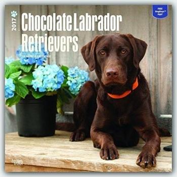 Chocolate Labrador Retrievers - Braune Labradore 2017 - 18-Monatskalender mit freier DogDays-App: Original BrownTrout-Kalender