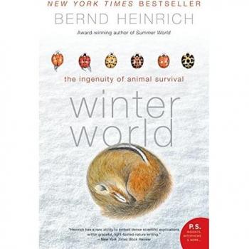 Winter Survival Strategies: The Ingenuity of Animals by Bernd Heinrich