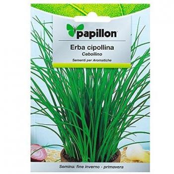 Semillas Aromaticas Cebollino