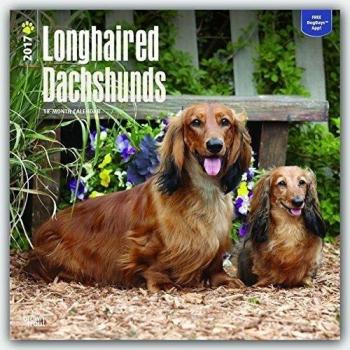 Longhaired Dachshunds 2017 Calendar