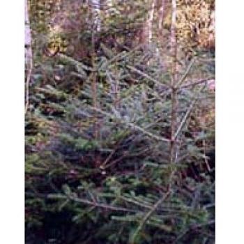 Herboplanet Msa Abies Pectinata Yemas Abeto Blanco 50Ml