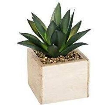 Planta Chic de Madera Verde con Maceta de Madera 14cm Altura
