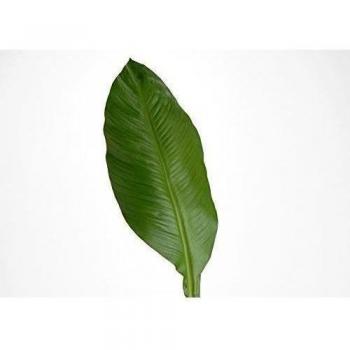 Dieffenbachia artificial, 2 unidades, 130 x 80 cm