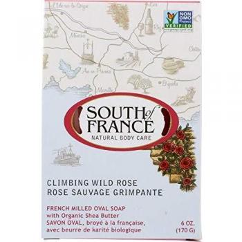 Climbing Wild Rose - South of France - Qty 1