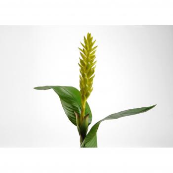 Ramal Ginger Exotica Artificial Amadeus altura 119