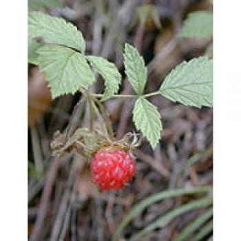 Mascarilla facial Rubus Idaeus 50ml