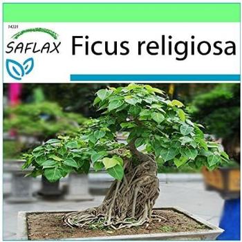 Ficus Religiosa - Higuera Sagrada - 100 Semillas con Maceta y Cubierta Climática