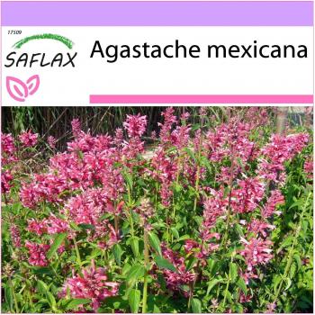SAFLAX - Hissopo Gigante Mexicano - 50 semillas - Agastache mexicana - Facultad de menta, anice, toronjil morado, limonen, aniskraut