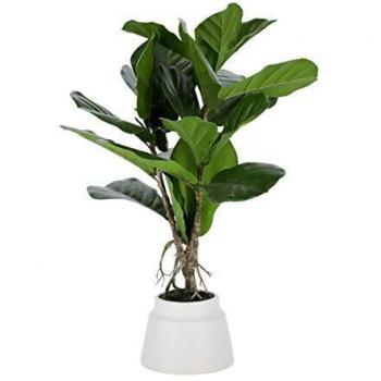 Kave Home - Planta artificial Lyrata de 60 cm.
