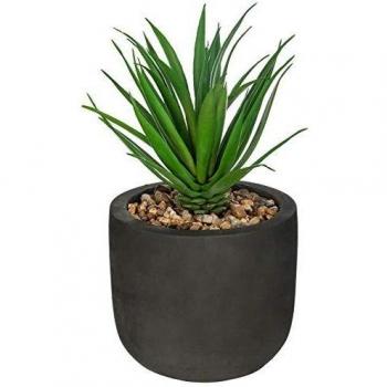 ETNIK - Planta verde (20 cm)