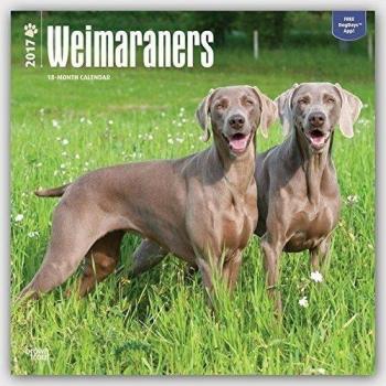 Weimaraners 2017 Calendar