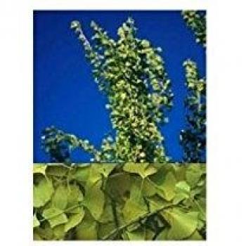 Herboplanet Tsa Ginkgo Biloba 50ml