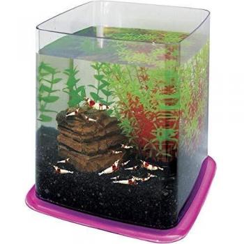 ICA PT073E Bettera Betta Battle Paradise, Rosado