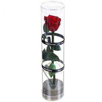 Dewanxin Rosa Eterna,Rosa Natural Preservada,para Decoración del Hogar Boda San Valentín Día de la Madre Navidad Aniversario Cumpleaños - Roja