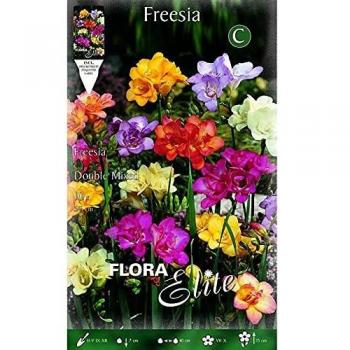 Bulbo Freesia doble varios colores Elite