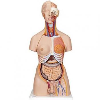 3B Scientific B35 Modelo de anatomía humana Supertorso de Doble Sexo Con Espalda Abierta, 28 Partes + software de anatomía gratuito - 3B Smart Anatomy