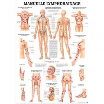Rüdiger - Poster de anatomía