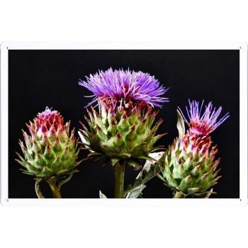Metal cartel Cartel de chapa Hojalata sesión Flower Tin Sign Thistle Flowering Hats Black Background 42073 Retro Vintage Pared Decoración by hamgaacaan