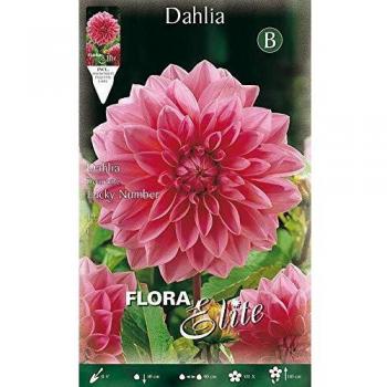 Bulbo Dalia decorativa rosa flor grande 1 unidad