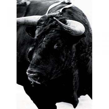 SANGRE DE REYES