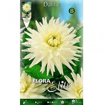Bulbo Dalia cactus blanca 1 unidad
