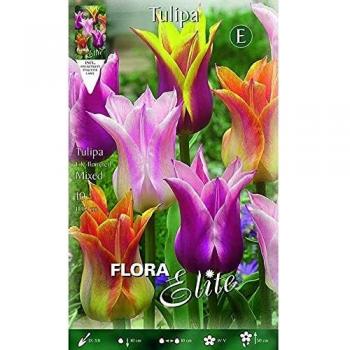 Bulbo Tulipán flor de lis mix colores Elite 10 ud